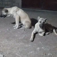 توله سرابی ۹  نرو ماده|سگ|اهر, |دیوار