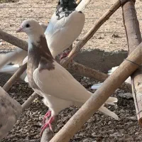 کبوتر طوقی زیره ای