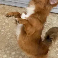 سگ پا کوتاه