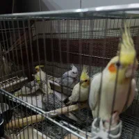 عروس هلندی مولد