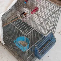 سهره دهن زن