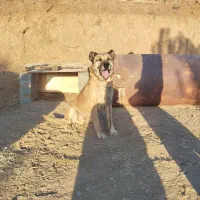 سگ سرابی|سگ|کامیاران, |دیوار