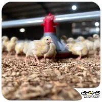 جذب سرمایه گذار جهت پرورش مرغ گوشتی