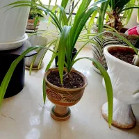 انواع گل|گل و گیاه طبیعی|فردوس (خراسان), |دیوار