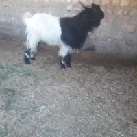 ساورین پاکستانی