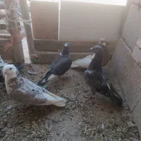 کبوتر|پرنده|لیلان, |دیوار