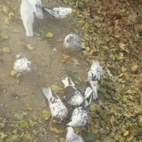 کبوتر|پرنده|باغ حلی, |دیوار