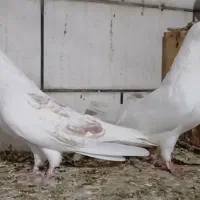 کبوتر دوکت تهرانی ساده و کاکول|پرنده|بندر ماهشهر, |دیوار