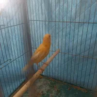 جوجه قناری نر . و قناری ماده پس کوزه ای آماده