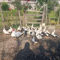 اردک اسرائیلی