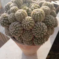 گل کاکتوس، گندمی، یخی|گل و گیاه طبیعی|شاهینشهر, شهرک ردانی پور|دیوار