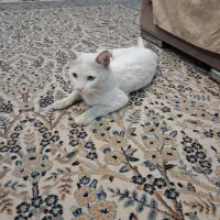 گربه گمشده
