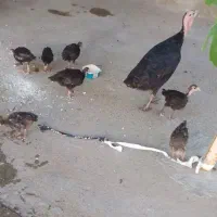 بوقلمون با ۸تا جوجه سالم سرحال جوان
