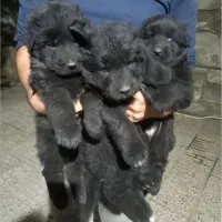 فروش حیوانات خانگی|سگ|رامیان, |دیوار