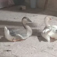 دو عدد غاز نرو ماده پرگوشت و خوشگل و خوشرنگ