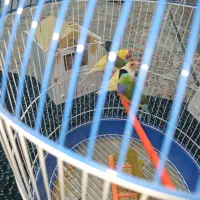 گلدین فنچ دو جفت مولد