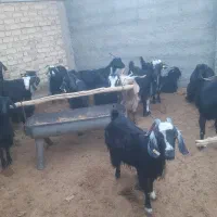 بز و کولار و کهره نر چاق تخت|حیوانات مزرعه|مرودشت, ده بید|دیوار