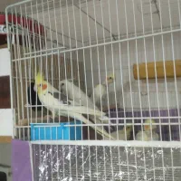 عروس دوکت جفت آماده|پرنده|سبزوار, طبرسی (جعفرآباد)|دیوار