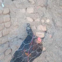 خروس گلین پنج ماهه جوان