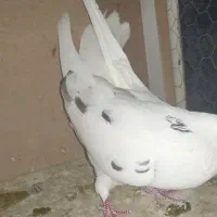 چند تعداد کفتر نرو ماده بشرت|پرنده|قیدار, |دیوار