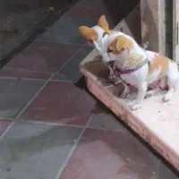 اشپیدز آلمانی خالص مادر و دختر