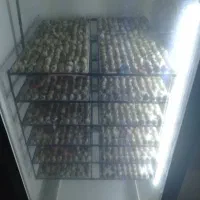 فروش جوجه بلدرچین