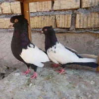 کبوتر طوق شازده و سینه سیاه