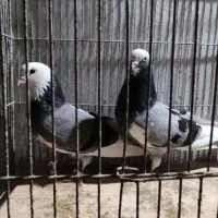 فروش کبوتر یا کفتر|پرنده|دابودشت, |دیوار