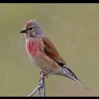 سه عدد سهره سینه سرخ نر