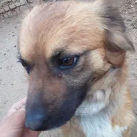 شاه توله تول