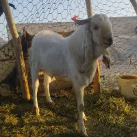 بز نر|حیوانات مزرعه|لادیز, |دیوار