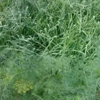 سبزی تره|خوردنی و آشامیدنی|خان ببین, |دیوار