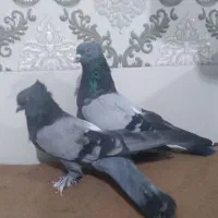 فروش یک جفت کبوتر کاشانی|پرنده|مرند, |دیوار