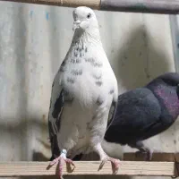 کبوتر ی جفت|پرنده|تهران, دولتخواه شمالی|دیوار