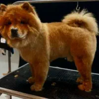 واگزاری چاوچاو|سگ|همدان, |دیوار