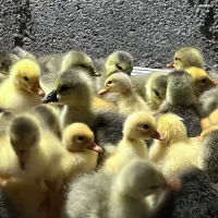 غاز بالا ۶روزه موجود