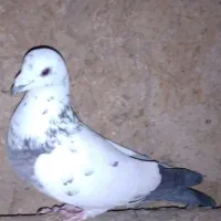 کبوتر پرشی|پرنده|دیواندره, |دیوار