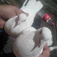 یک جفت کفتر تهرانی