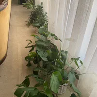 چند عدد گلدان سرحال پتوس ،انجیری،قاشقی ،قلمه پتوس|گل و گیاه طبیعی|تهران, آجودانیه|دیوار