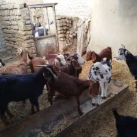 ۱۰ راس چبش جفتی ۱۴میلیون تومان