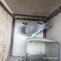 کبوتر پلاکی مسافتی|پرنده|مبارکه, |دیوار