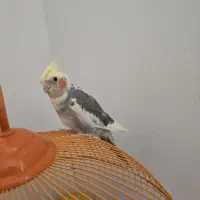 عروس هلندی|پرنده|رشت, کوی مهر|دیوار