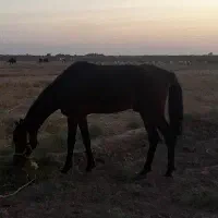 سوسنگرد