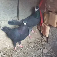 کفتر زاغ 1200