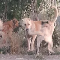 سگ سرابی اصیلی|سگ|اردبیل, |دیوار