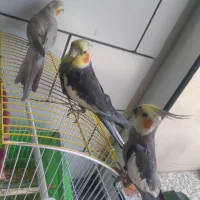 عروس هلندی