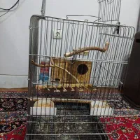 پرنده گرینچیک مولد|پرنده|مبارکه, |دیوار