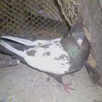 سینه قهوه ای