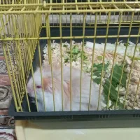 همستر وخرگوش