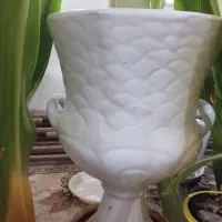 گل سوسن عنکبوتی 8 ساله با گلدان|گل و گیاه طبیعی|تفت, |دیوار